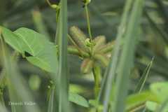 Vigna radiata var. sublobata